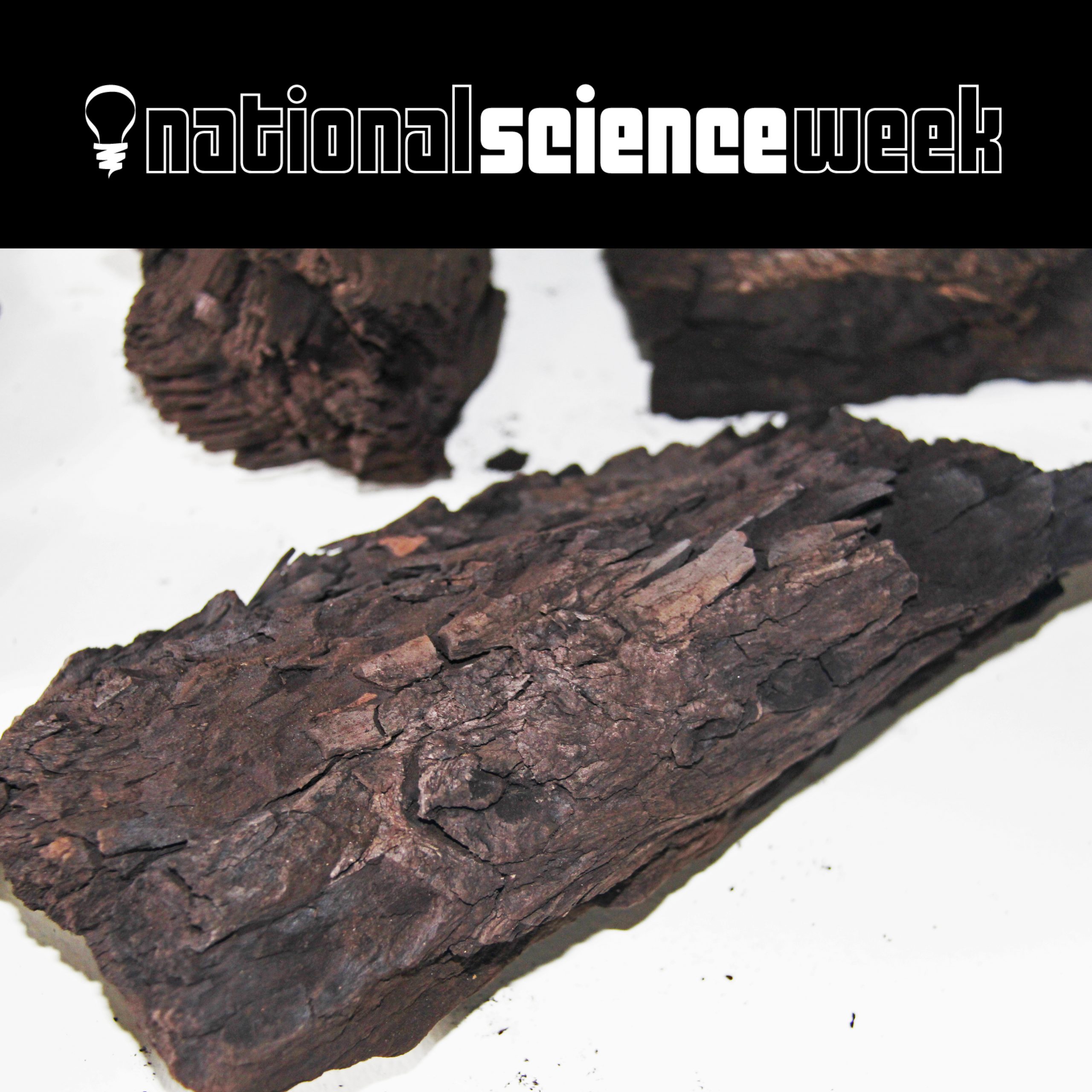 From a humid swamp to a cooler climate how Latrobe Valley's brown