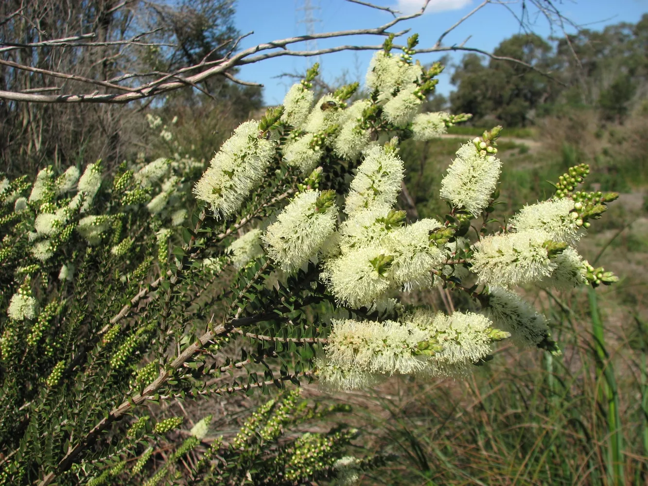 Melaleuca squarrosa in bloom