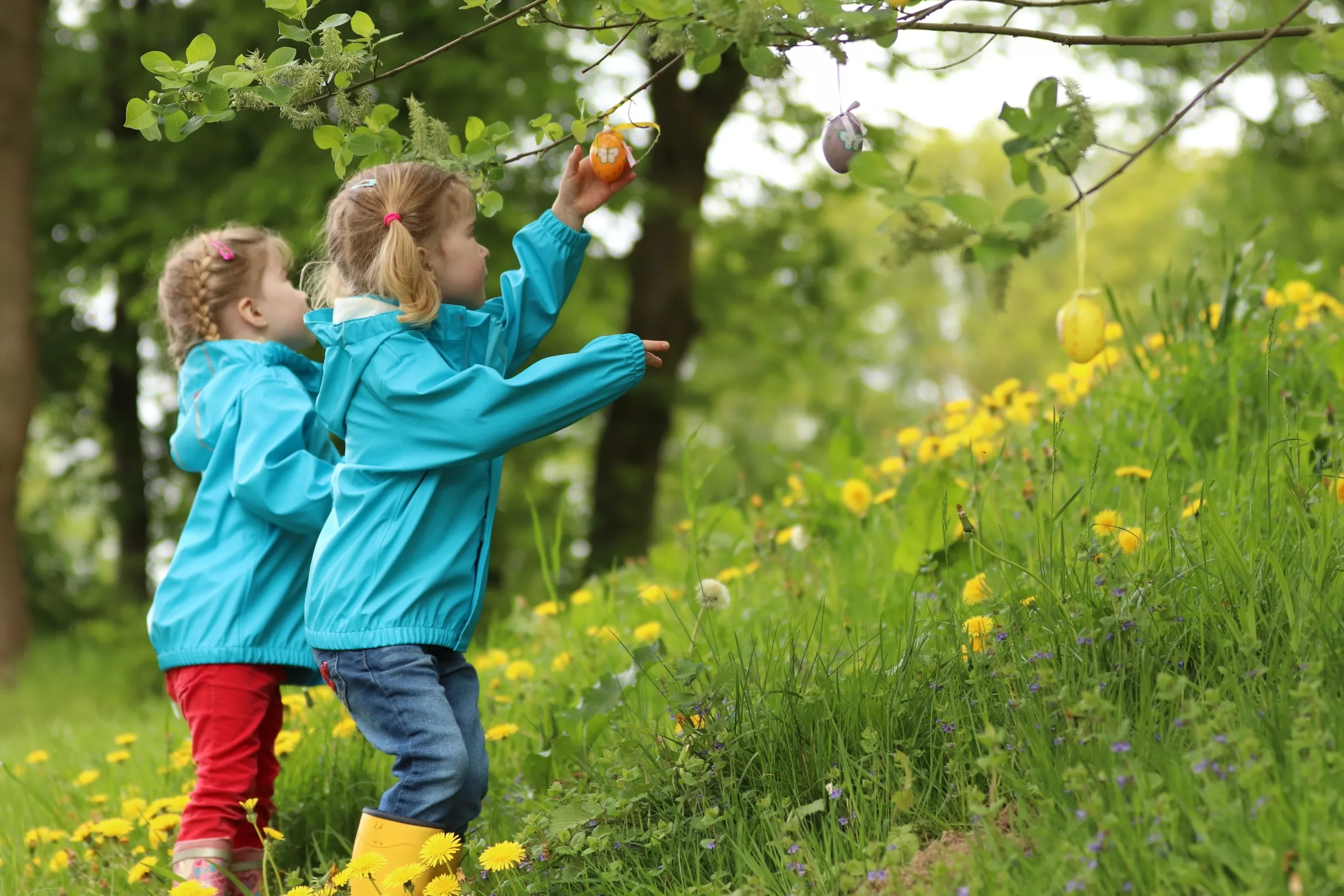 Two young girls wearing blue jackets and yellow gumboots searching for easter eggs in a tree growing on the slope of a flower covered hillside